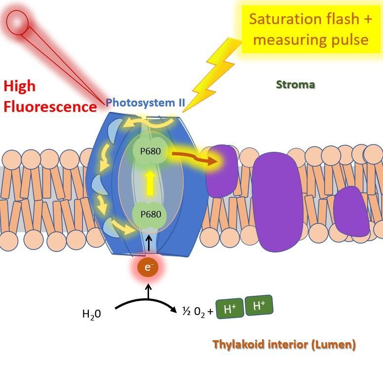 Illustration of photosystem II (PS2) being illuminated with a saturation flash and a measuring pulse to measure maximal fluorescence (Fm).