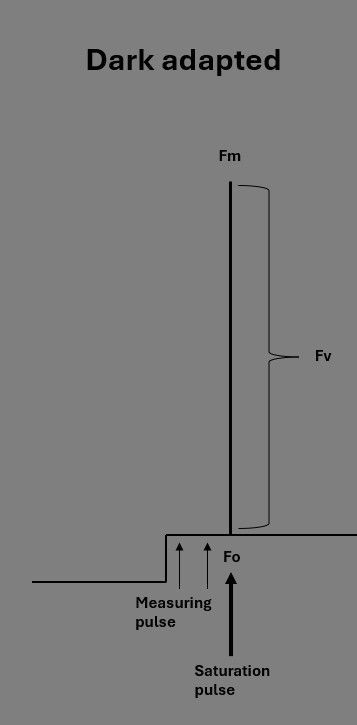 Dark adapted measurements of chlorophyll fluorescence. FvFm can be measured with this.