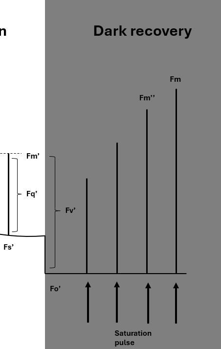 Dark recovery measurements of chlorophyll fluorescence using the PAM protocol. The measurements are in the dark. Fo' is measured after a far-red light pulse to flush the electrons from the electron transport chain.