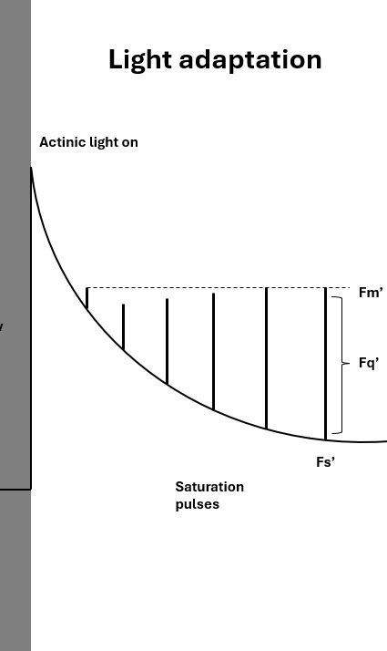Light adaptation measurements of chlorophyll fluorescence in the PAM fluorometry method.