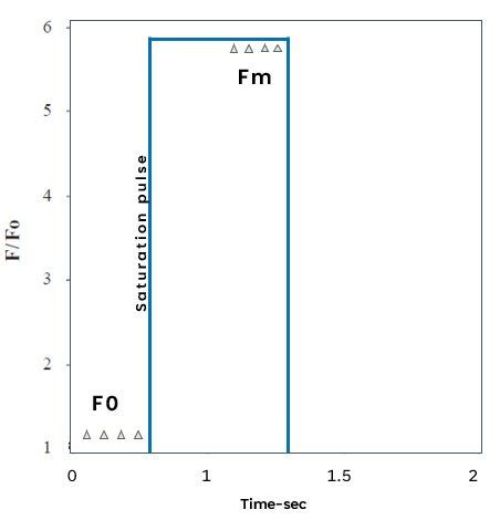 A graph showing the F0 en Fm measurement. And showing the saturation pulse in blue. 