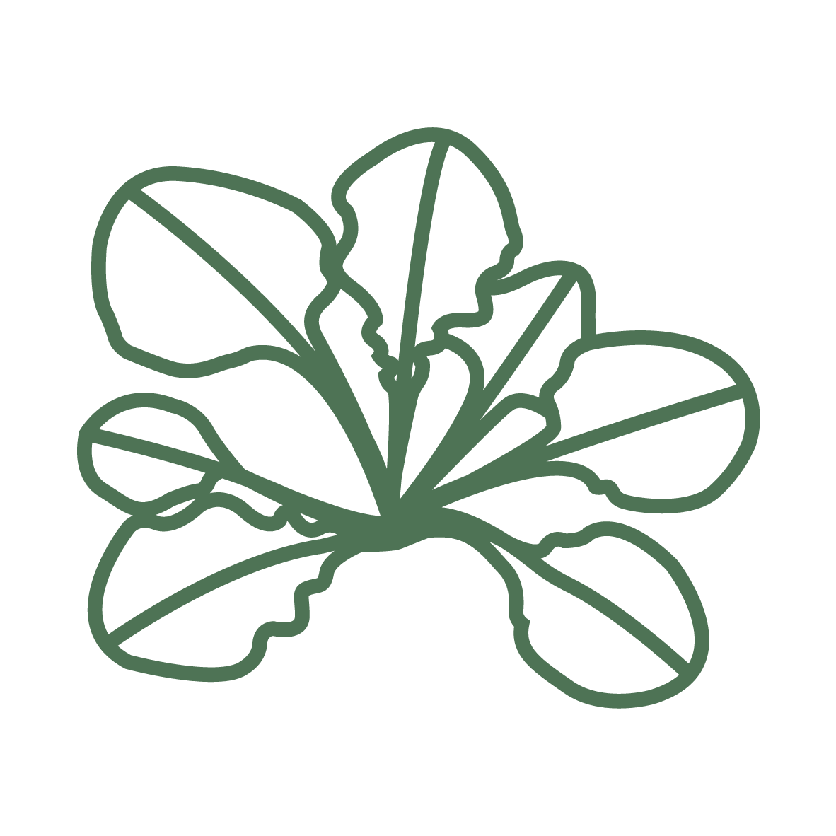 Plant Phenotyping Arabidopsis Icon