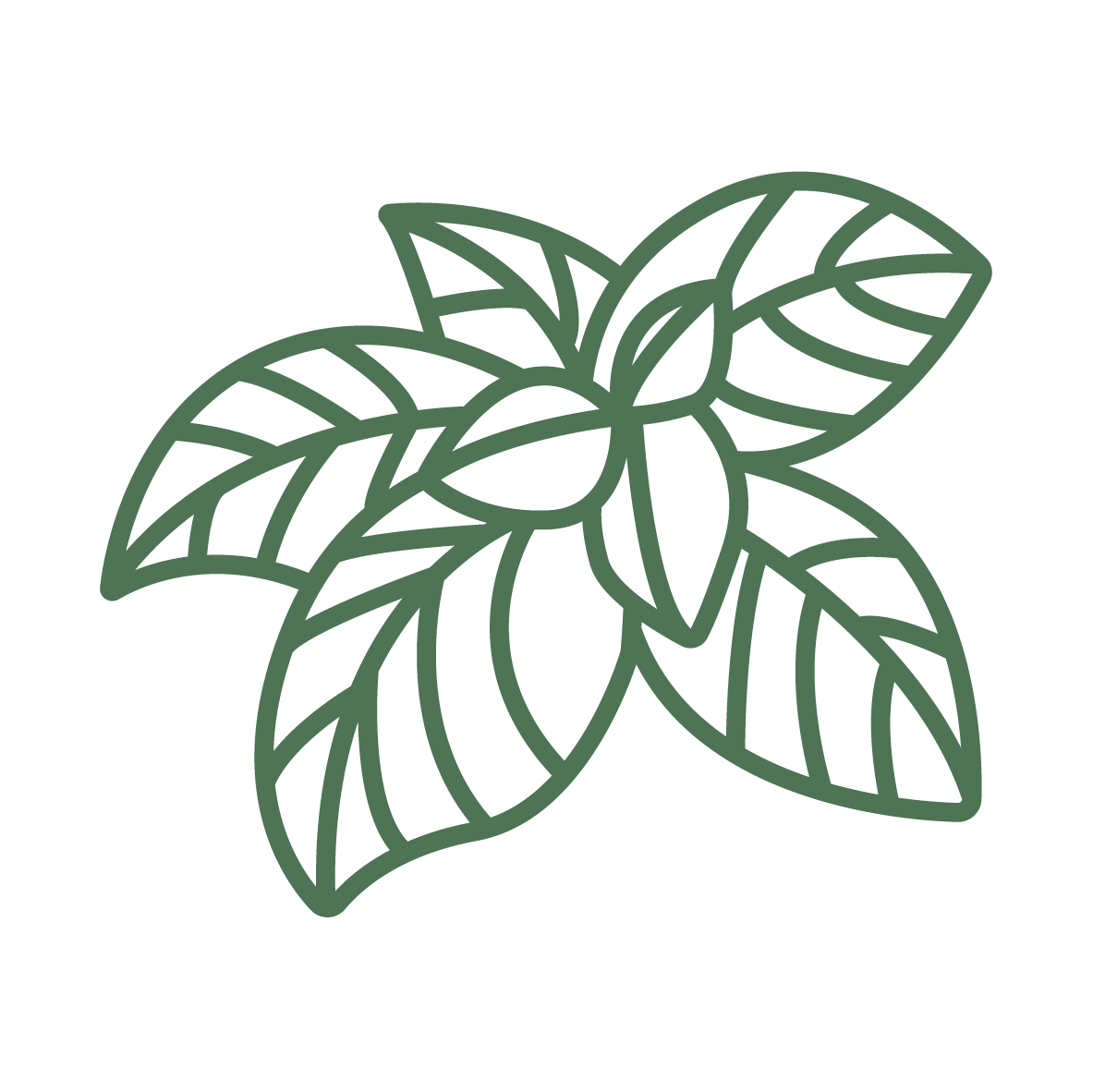 Plant Phenotyping Basil Icon