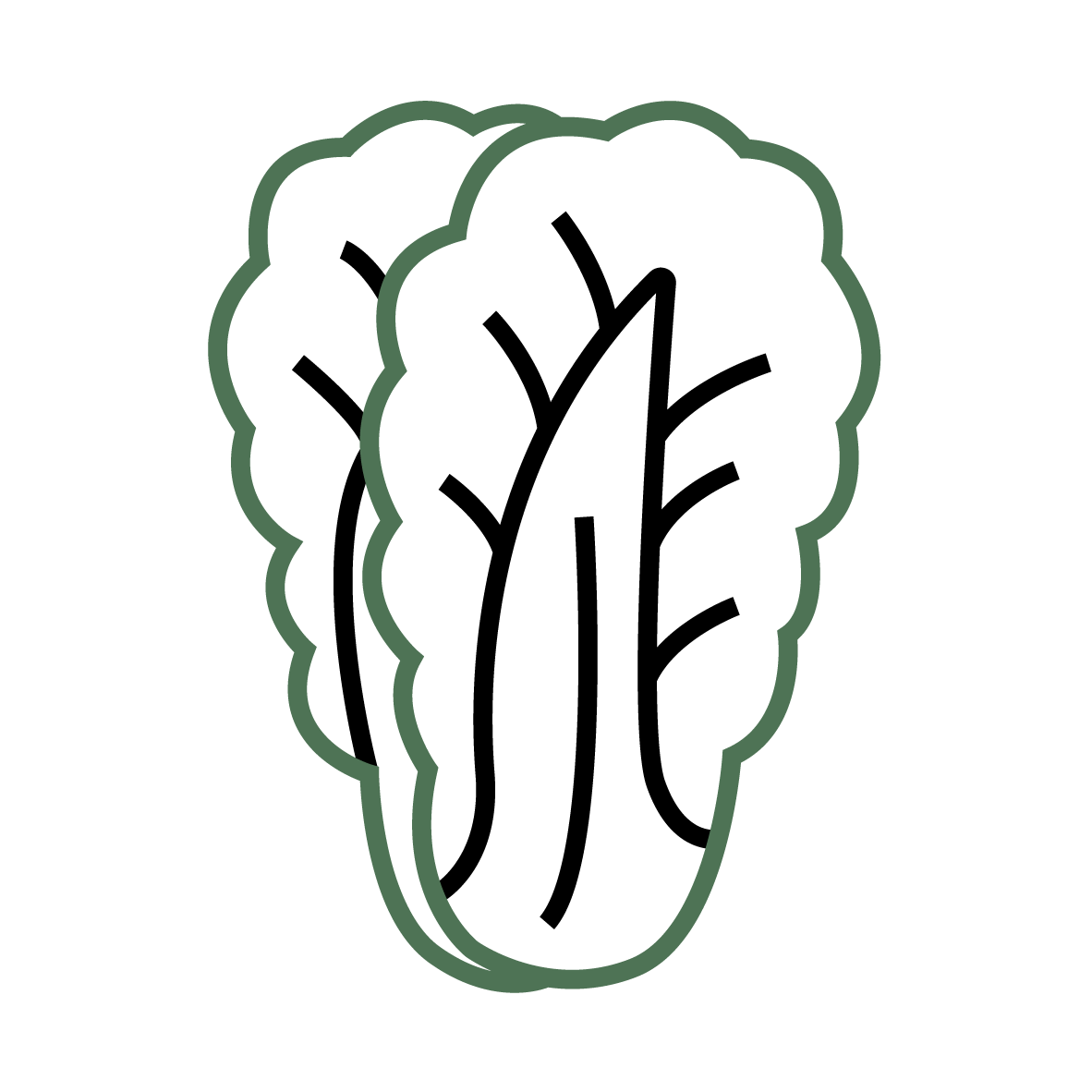 Plant Phenotyping Chinese Cabbage Icon