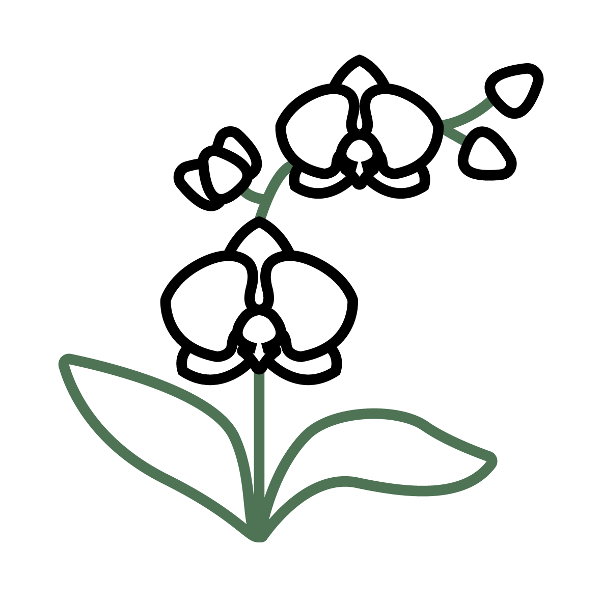 Plant Phenotyping Phalaenopsis Icon