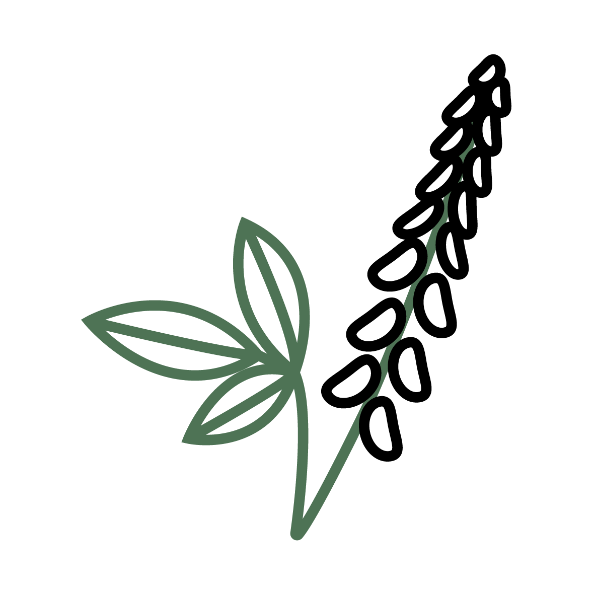 Plant Phenotyping Sweet Clover Icon