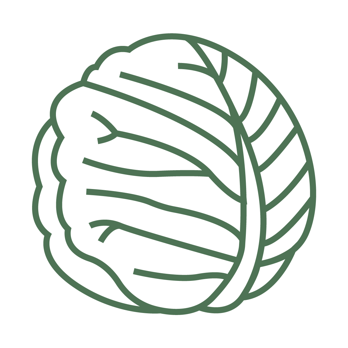 Plant Phenotyping White Cabbage Icon