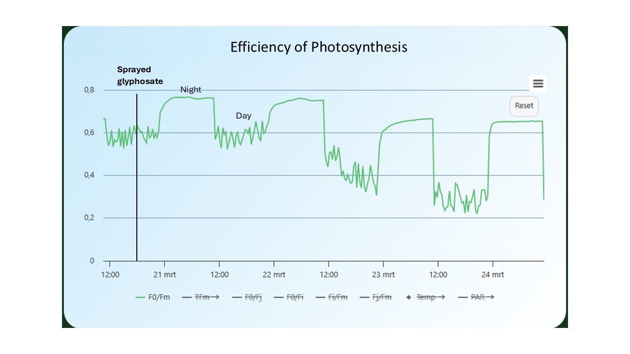 The effect of spraying herbicide (glyphosate) on the efficiency of photosynthesis of a soybean plant. Effiency of photosynthesis (Fv/Fm and Fq'/Fm') decreases when stress is induced in the plant.