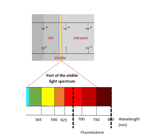 The wavelengths of chlorophyll fluorescence emission on the visible light spectrum 