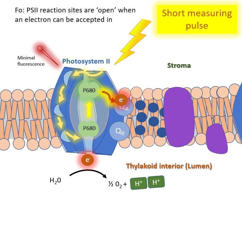 Illustration of photosystem II (PS2) being illuminated with a short measuring light pulse to measure minimal fluorescence (Fo).