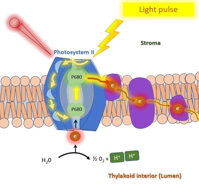 Illustration of photosystem II (PS2) being illuminated with a light pulse to measure Fo and Fm.