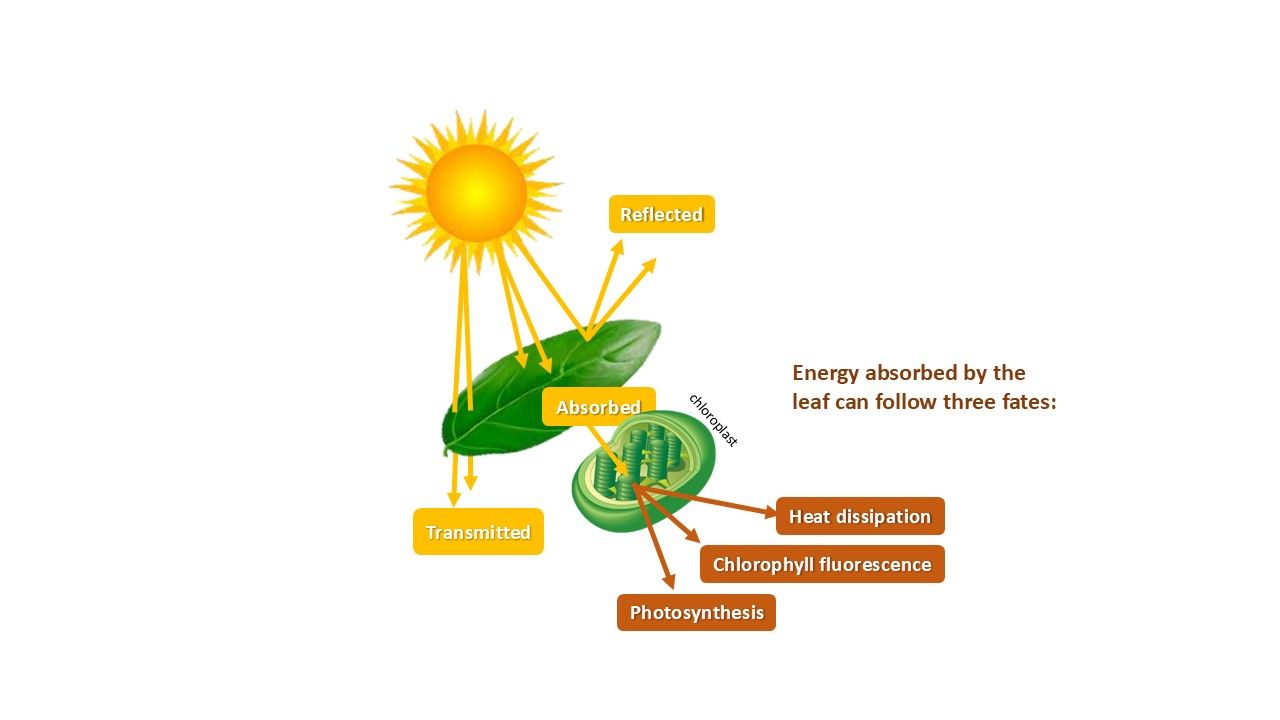 Light energy can be reflected, transmitted or absorbed by the leaf of a plant. Light that is absorbed by photosystems of the plant in the chloroplast can be used for photosynthesis, but also a part is released as heat and fluorescence