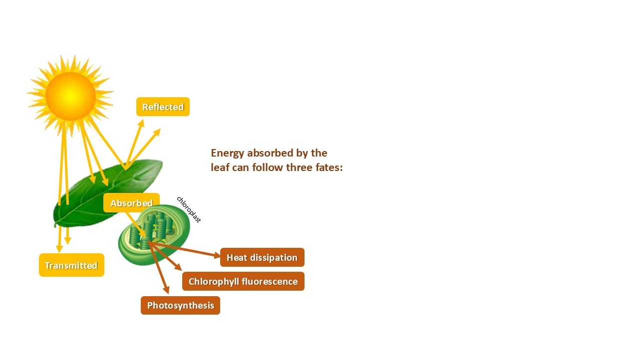 Light energy can be reflected, transmitted or absorbed by the leaf of a plant. Light that is absorbed by photosystems of the plant in the chloroplast can be used for photosynthesis, but also a part is released as heat and fluorescence