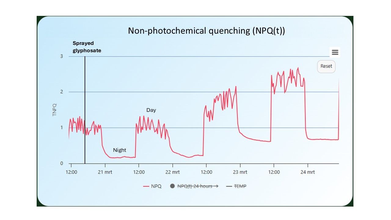 The effect of spraying herbicide (glyphosate) on the value of non-photochemical quenching (NPQ) of a soybean plant. Non-photochemical quenching (NPQ) increases when stress is induced in the plant.