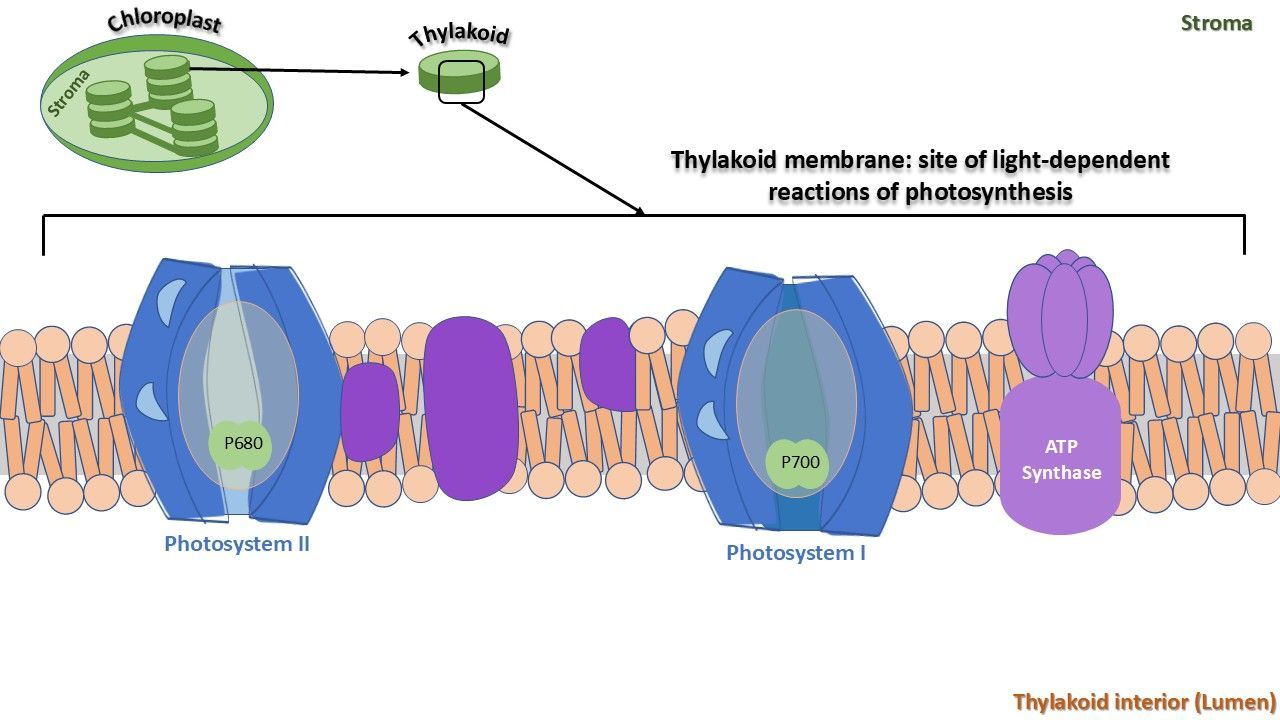 Photosystem II (PSII) and photosystem I (PSI), among other protein complexes, embedded in the membrane of the thylakoid inside the chloroplast. 