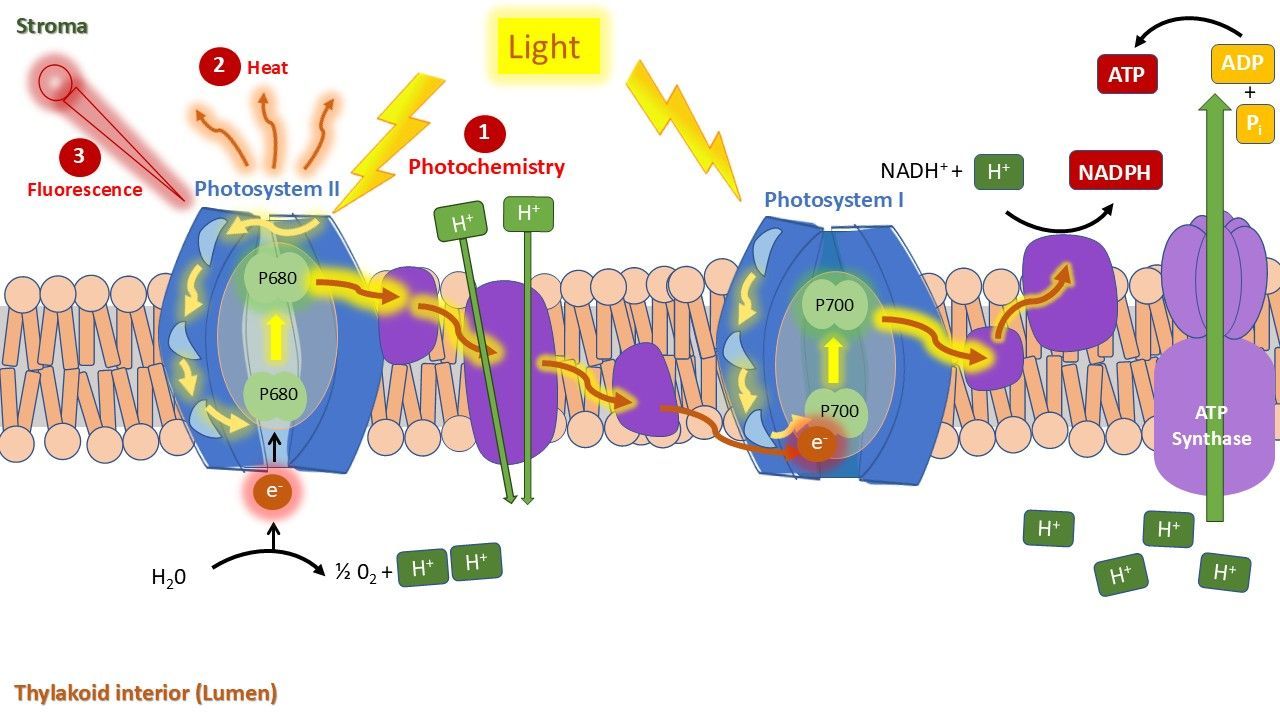 Alternative energy pathways in the electron transport chain: photosystem II releases the energy as heat and fluorescence. 