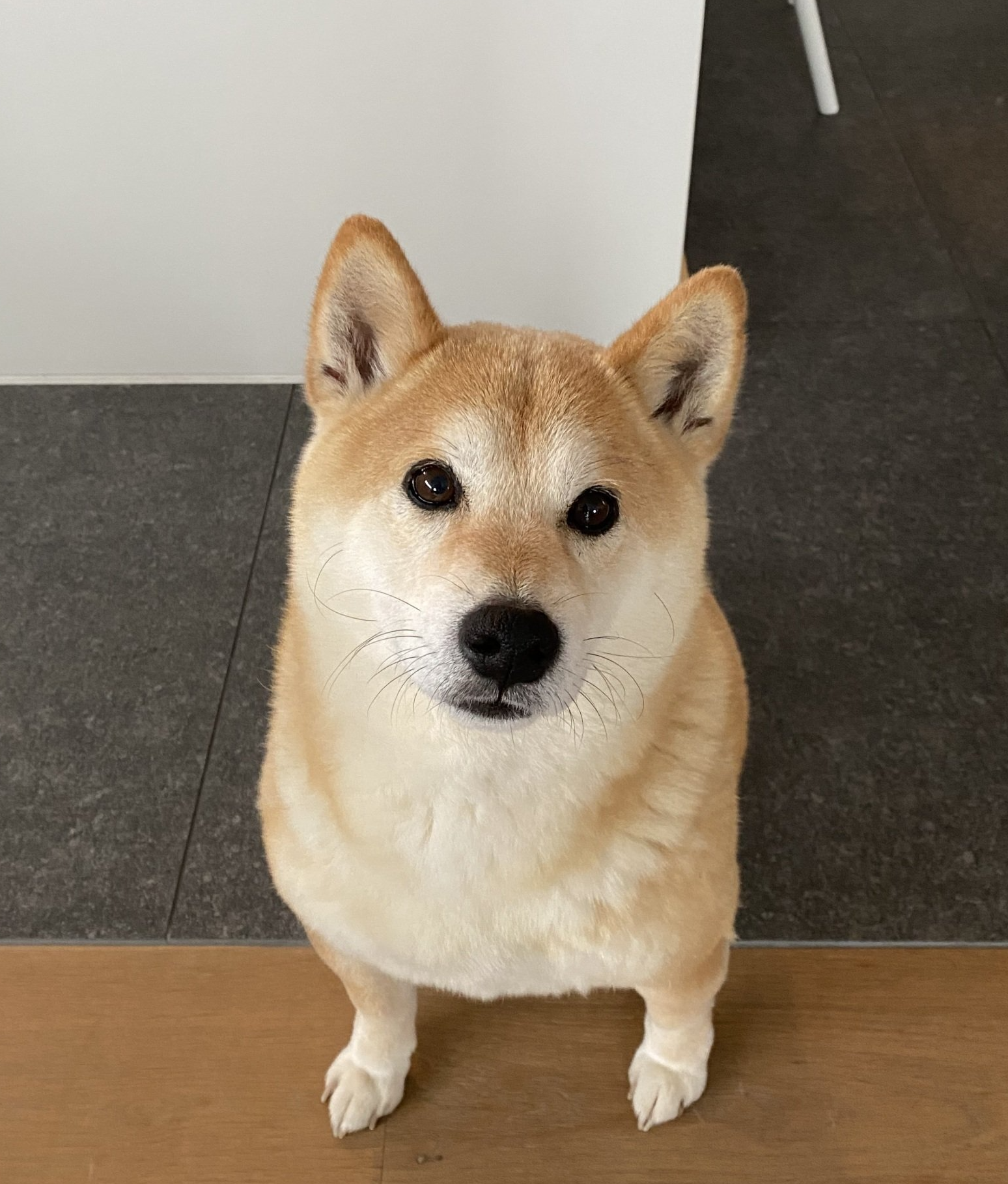 Tomme Energie logo – Dienst veiligheid