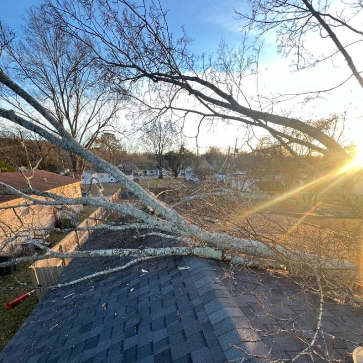 A large tree in a field with a fence in the background.
