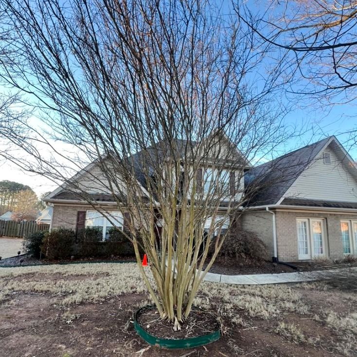 Before Tree removal from Madison AL