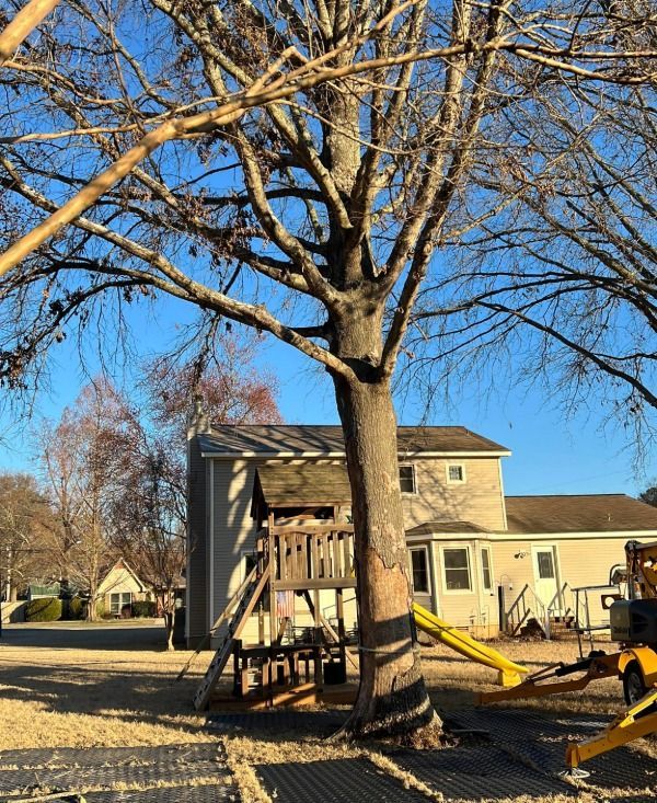 Before Tree and stump removal Kathy Circle Huntsville AL
