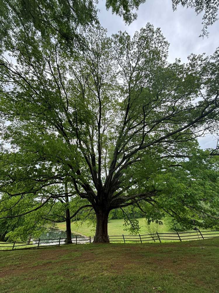 A large tree in a field with a fence in the background.