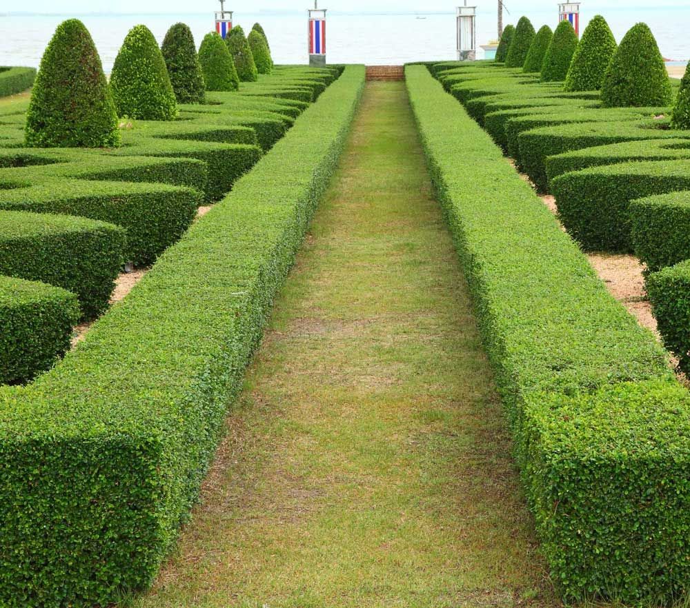 A maze of hedges in a garden with trees in the background