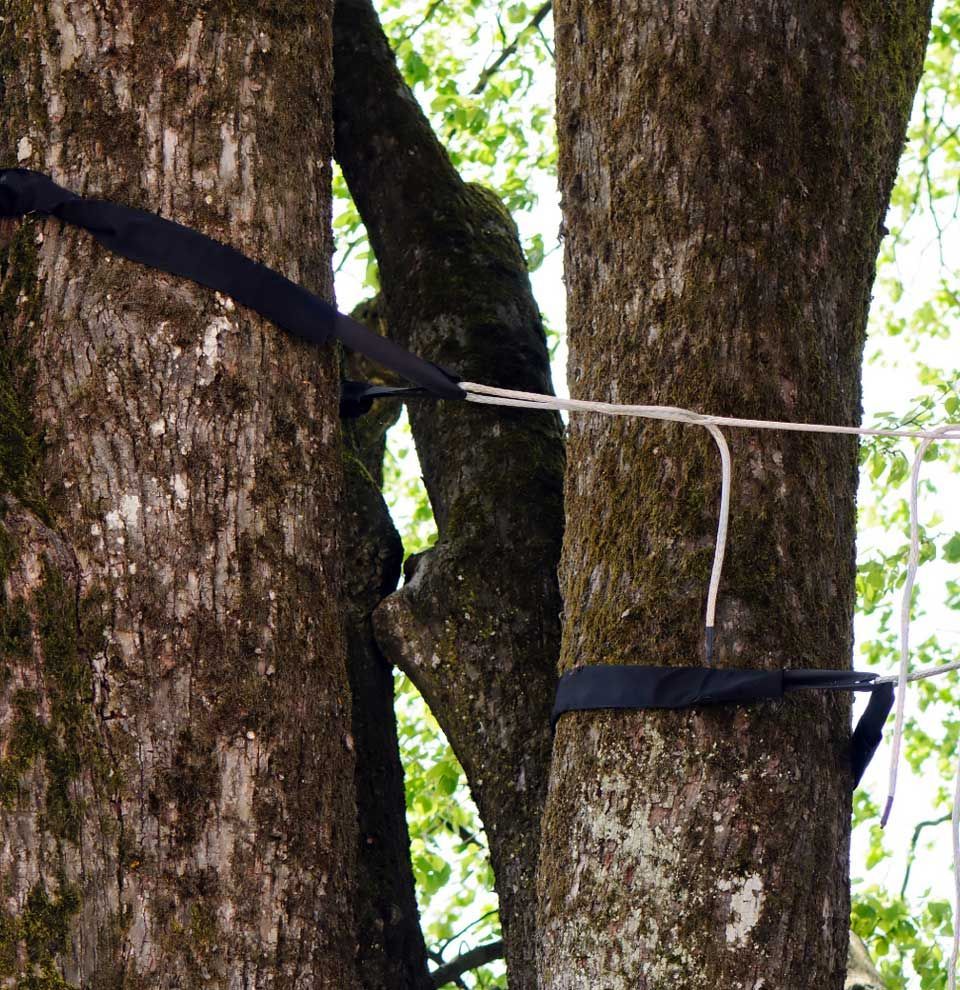 A tree with a black strap around it