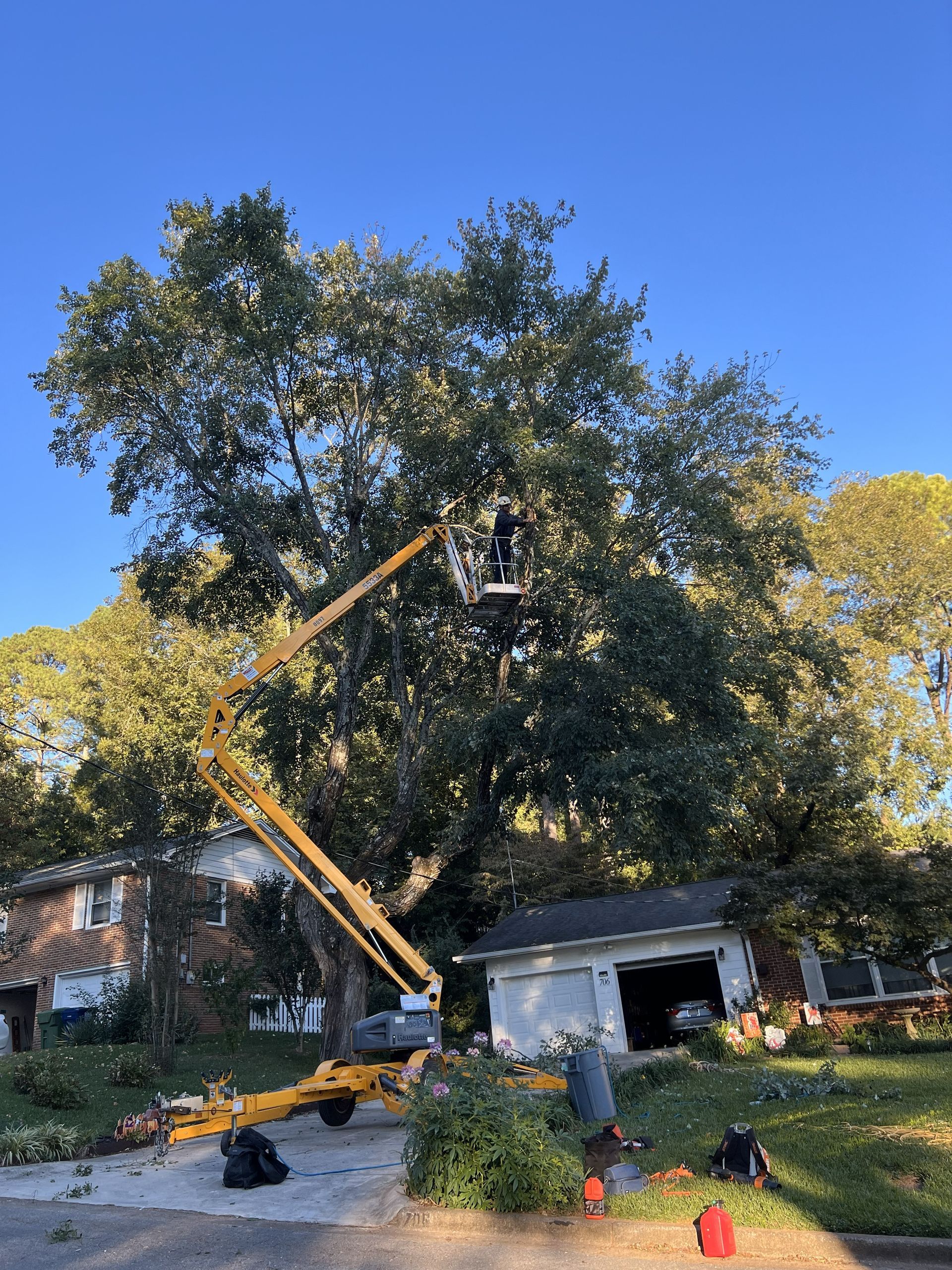 A tree with a black strap around it