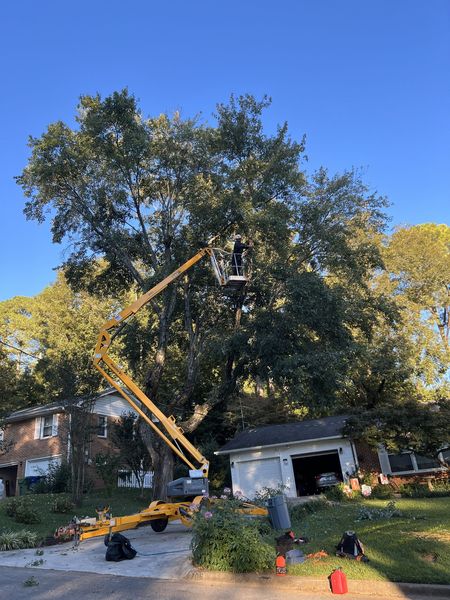 A tree with a black strap around it