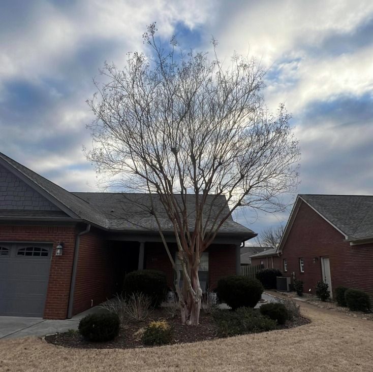 Before tree removal in Huntsville Alabama