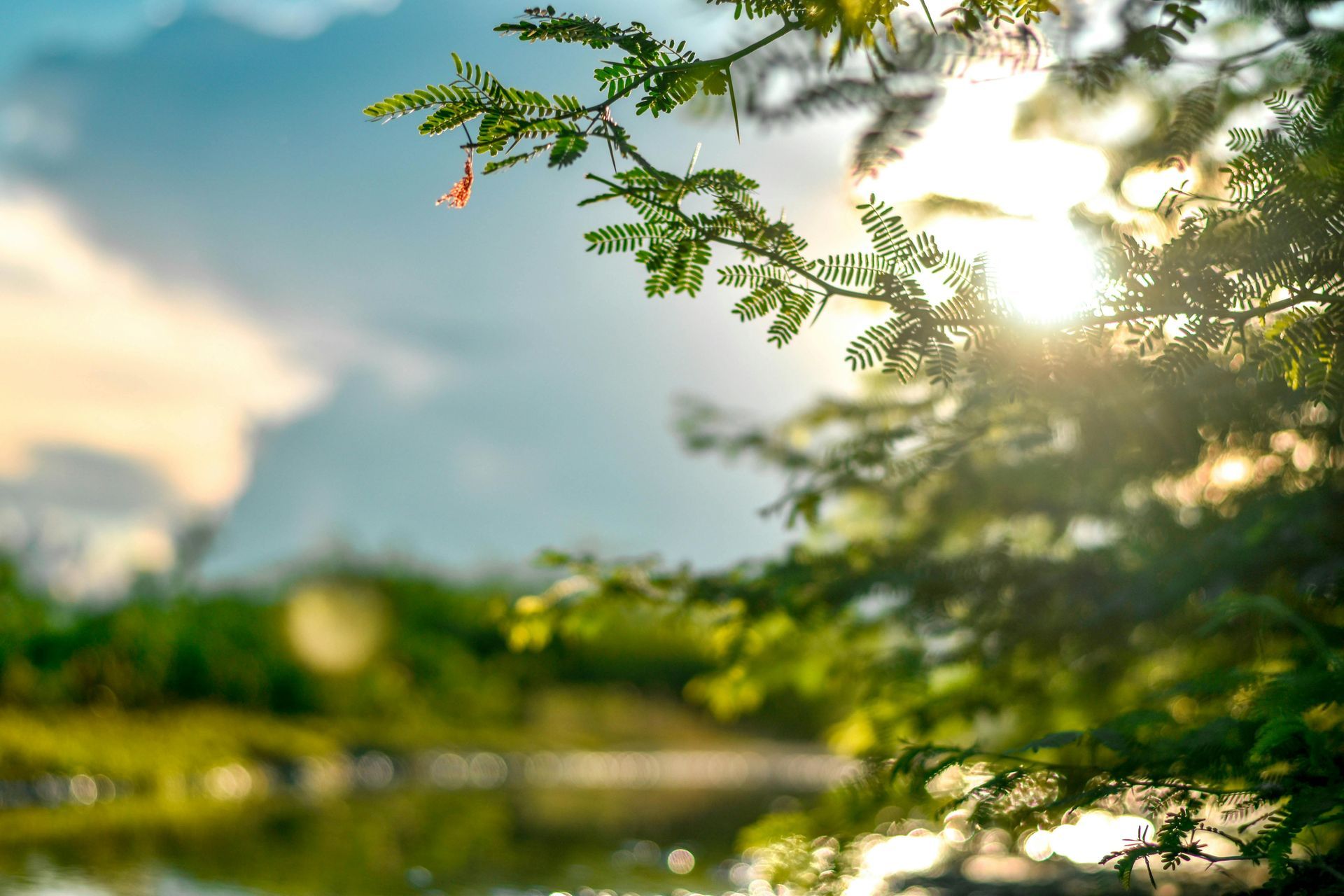 The sun is shining through the leaves of a tree.