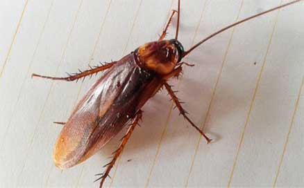 Roach | Coachella Valley, CA | Powerful Pest Management