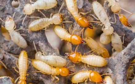 Termites | Coachella Valley, CA | Powerful Pest Management