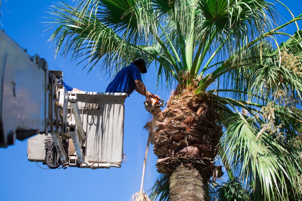 A man is cutting a palm tree from a crane — G'Days Tree Care in Sarina, QLD