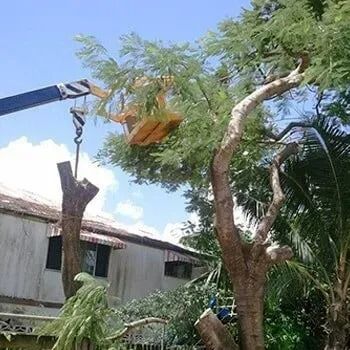 A Man is Standing on a Ladder Next to a Crane Lifting a Tree Branch — G'Days Tree Care in Mackay, QLD