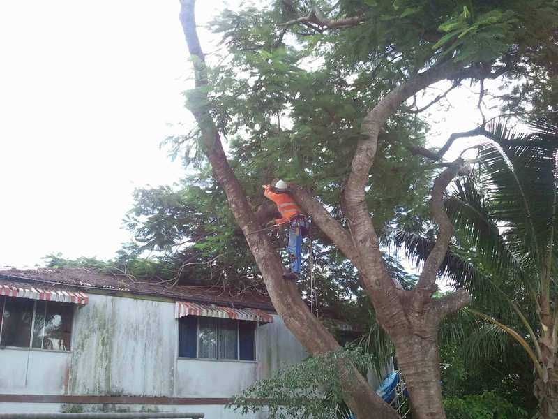 A Man is Climbing a Tree in Front of a House — G'Days Tree Care in Mackay, QLD
