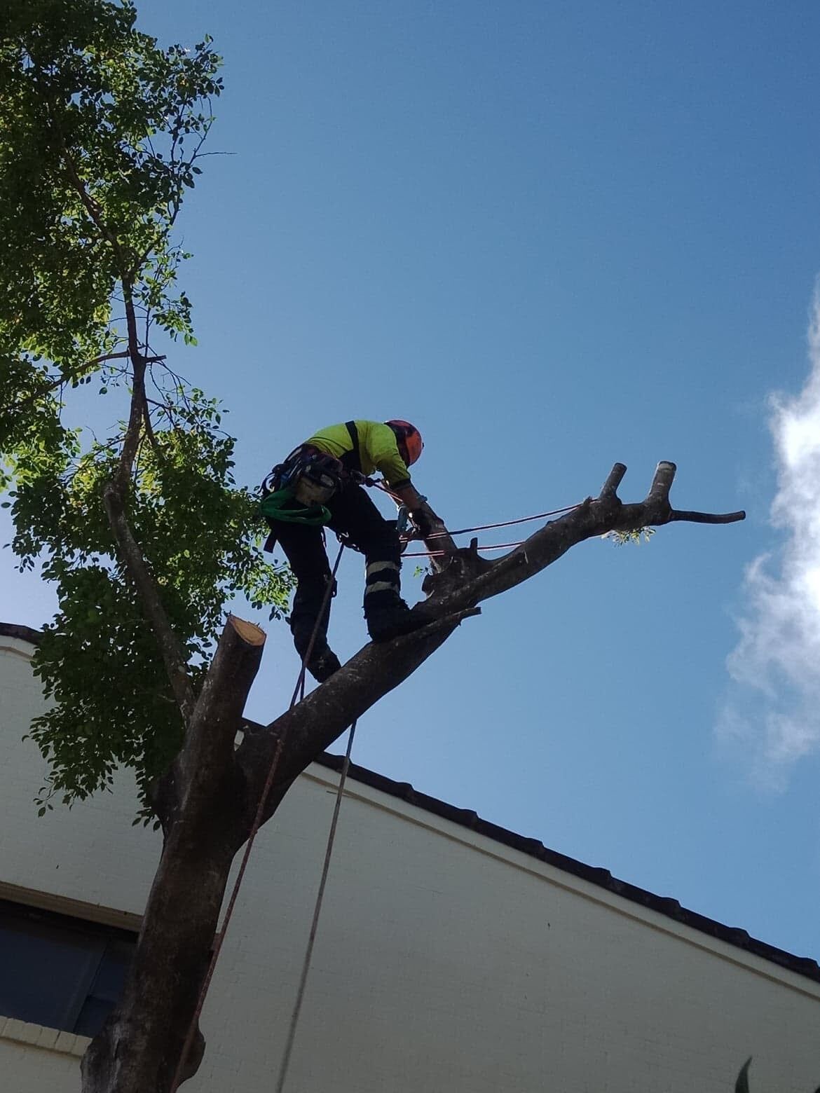 A Man is Cutting a Tree Branch With a Chainsaw — G'Days Tree Care in Mackay, QLD
