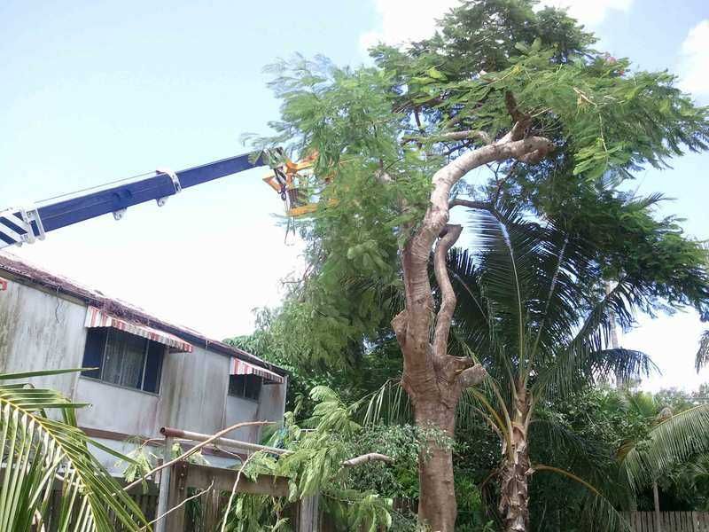 A Crane is Cutting a Tree in Front of a House — G'Days Tree Care in Mackay, QLD