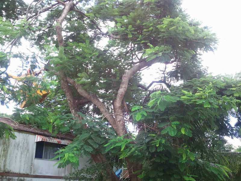 A Tree With Lots of Leaves is in Front of a Building — G'Days Tree Care in Mackay, QLD