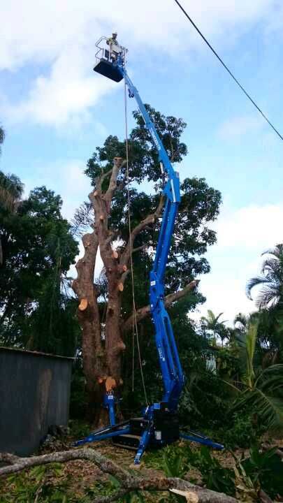A Crane is Cutting Down a Tree in the Woods — G'Days Tree Care in Mackay, QLD