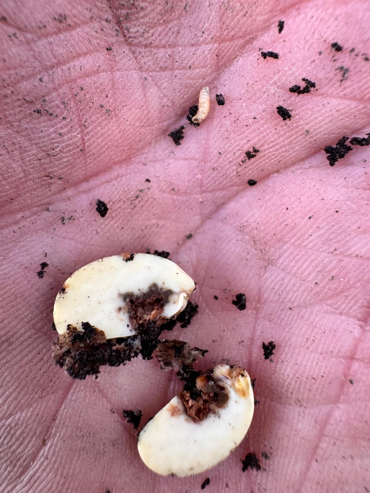 Larven zwarte bonenvlieg