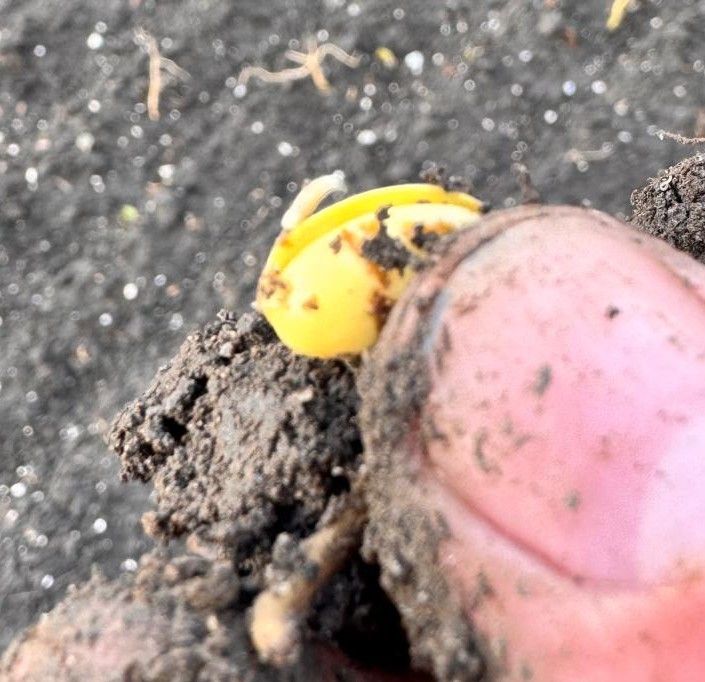 Larven zwarte bonenvlieg