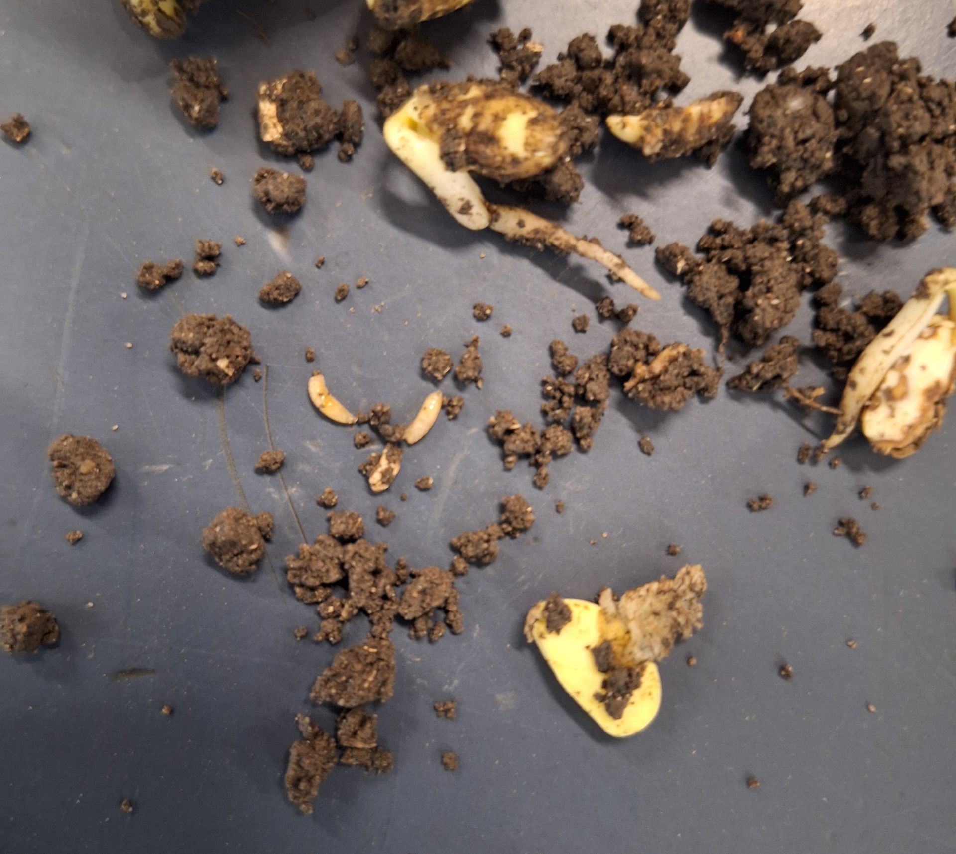 Larven zwarte bonenvlieg