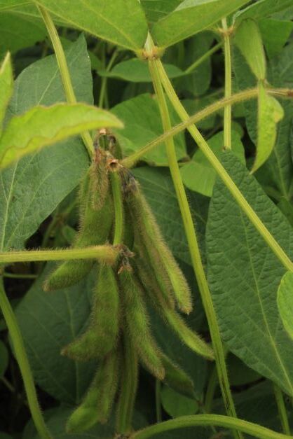 Sojabonen behoort tot de peulvruchten