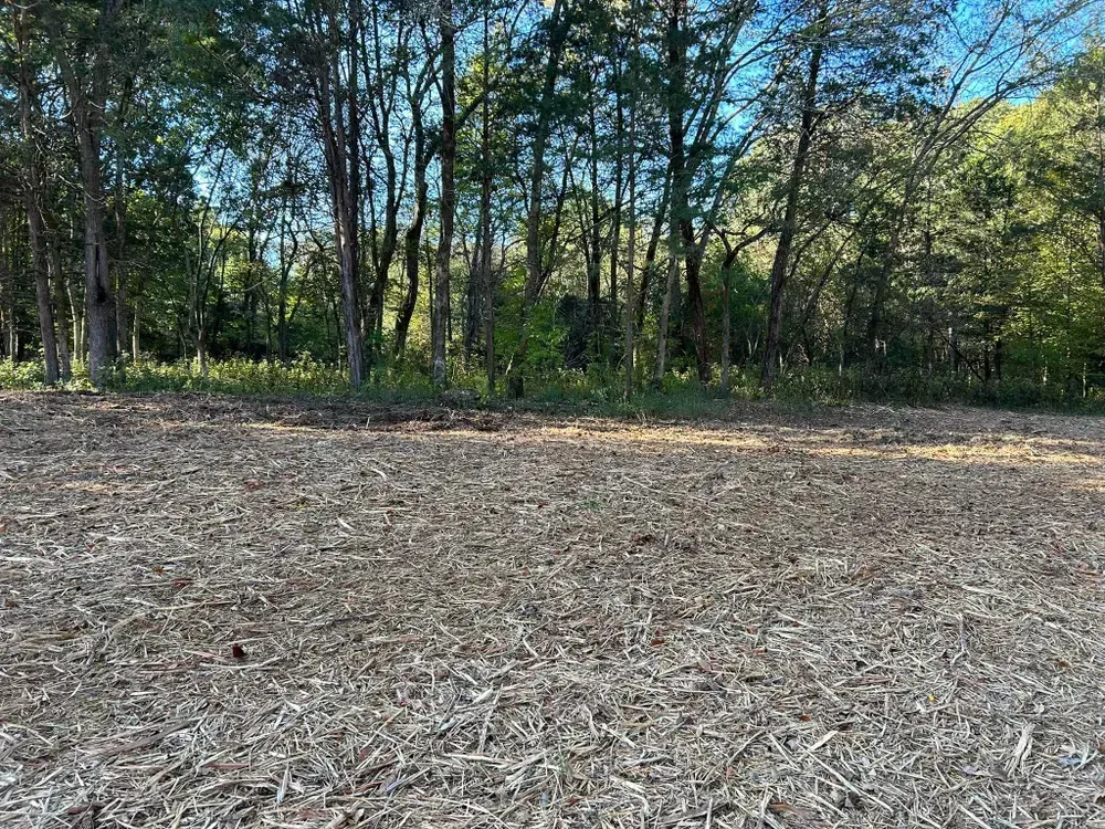 There is a lot of wood chips on the ground in the middle of a forest.
