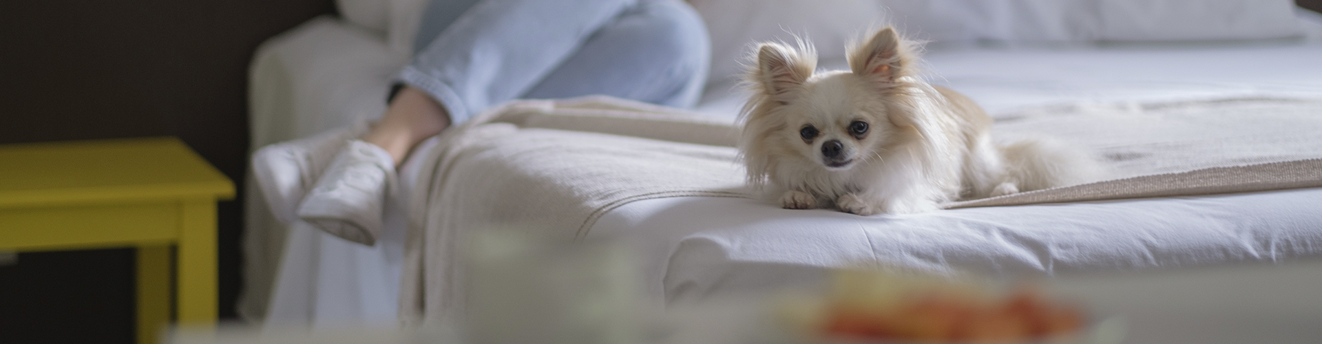 Um cachorrinho branco está deitado em uma cama ao lado de uma mulher.