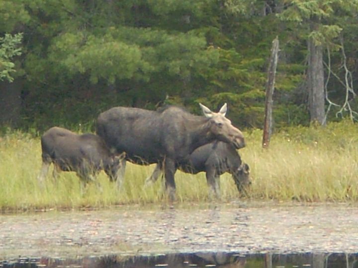 Moose at edge of lake