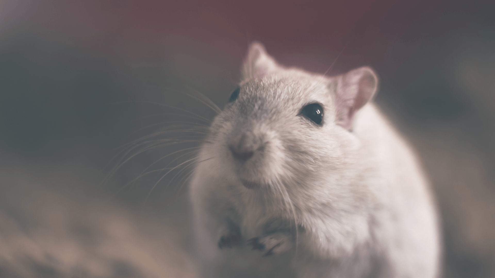 Picture of a white mouse.