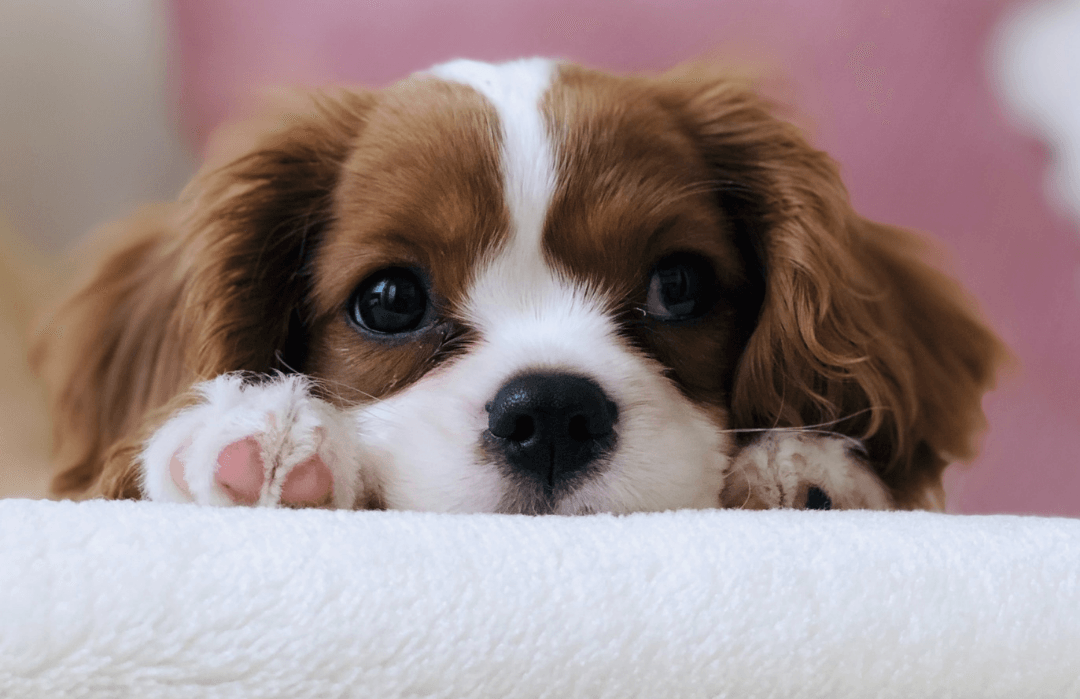 Picture of a puppy laying down.