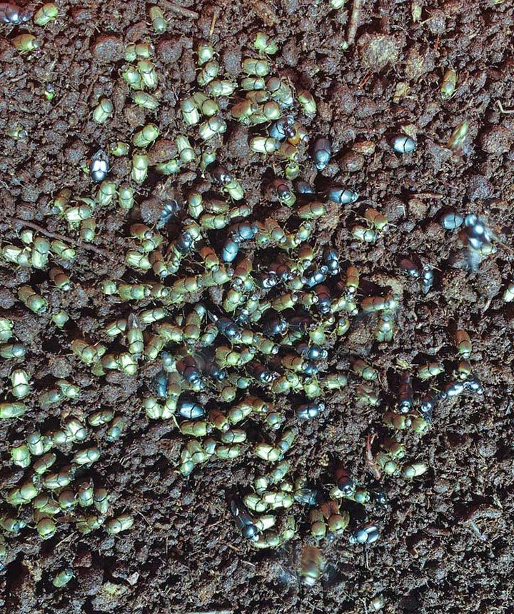 Dung beetle species, Onthophagus taurus. Photo by Sandra Lea